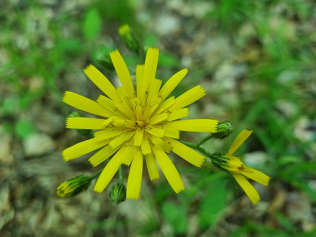 jastrabník lesný Hieracium murorum L.