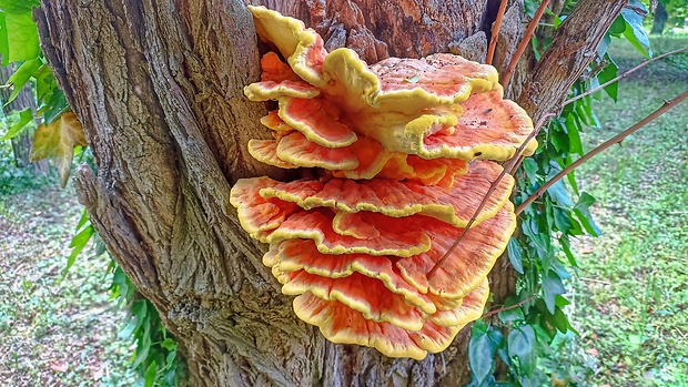 sírovec obyčajný Laetiporus sulphureus (Bull.) Murrill