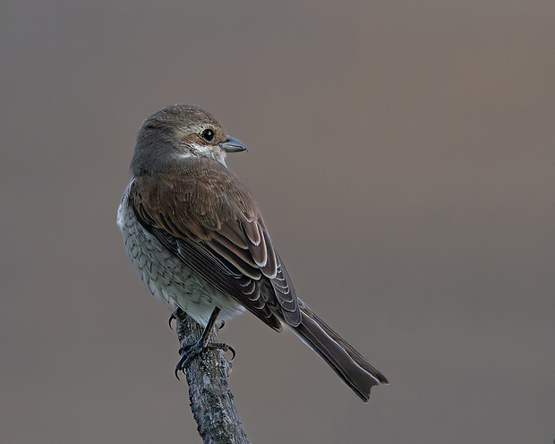 strakoš obyčajný ♀ Lanius cristatus ♀