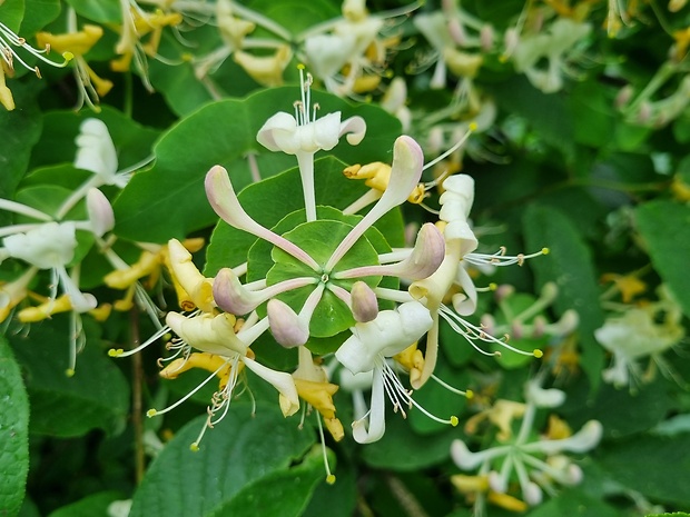 zemolez kozí Lonicera caprifolium L.