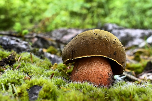 hríb zrnitohlúbikový Sutorius luridiformis (Rostk.) G. Wu & Zhu L. Yang