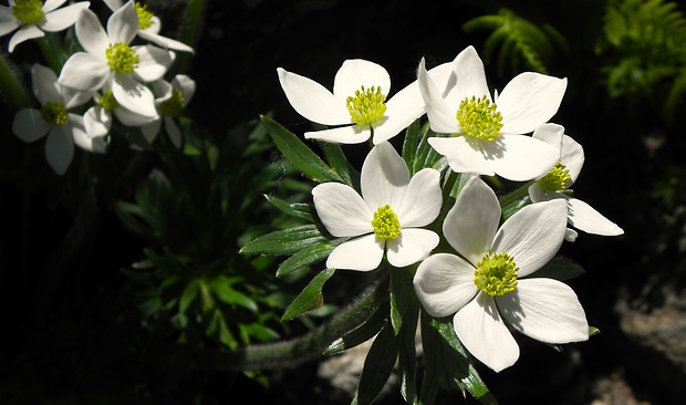 veternica narcisokvetá Anemone narcissiflora L.