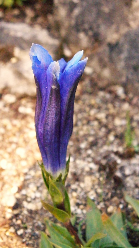 horec clusiov Gentiana clusii Perr. et Songeon