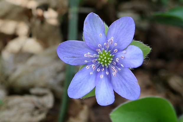 pečeňovník trojlaločný Hepatica nobilis Schreb.