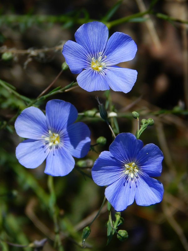 ľan rakúsky Linum austriacum L.