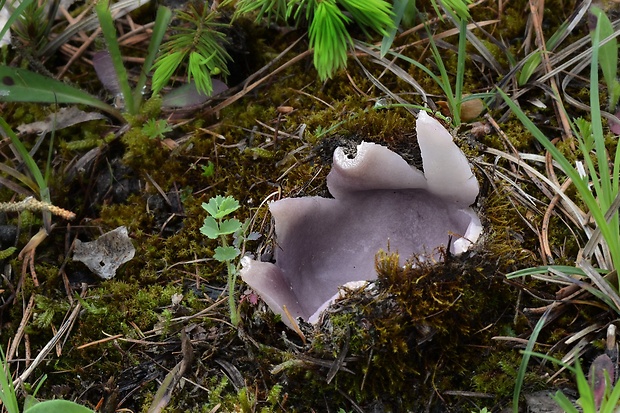 tulipánovka fialová Sarcosphaera coronaria (Jacq.) J. Schröt.