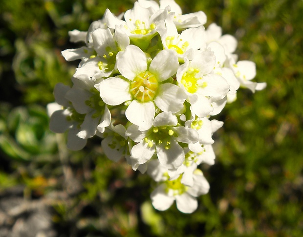 lomikameň metlinatý Saxifraga paniculata Mill.