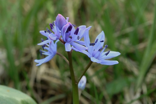 scila karpatská Scilla kladnii Schur