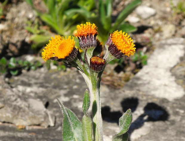 popolavec hlavatý Tephroseris capitata (Wahlenb.) Griseb. et Schenk