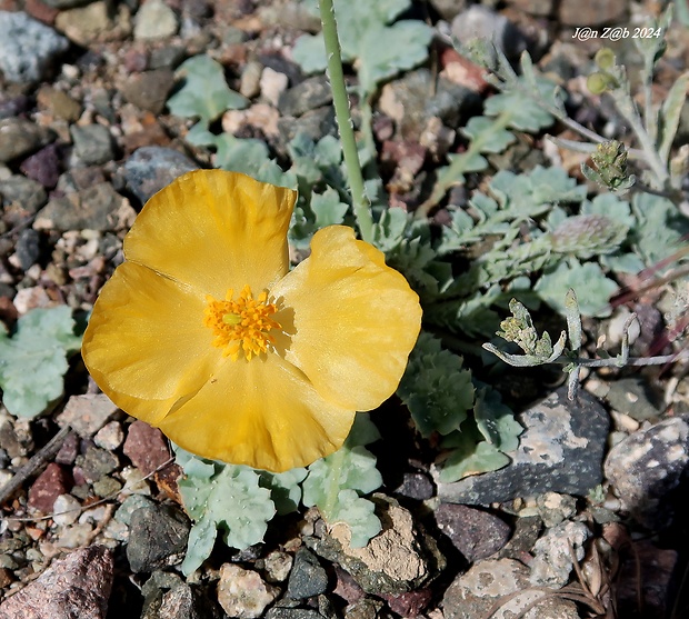 rohatec Glaucium fimbrilligerum (Trautv.) Boiss.)