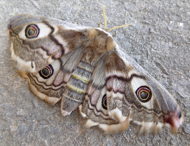 okáň menší Saturnia pavonia