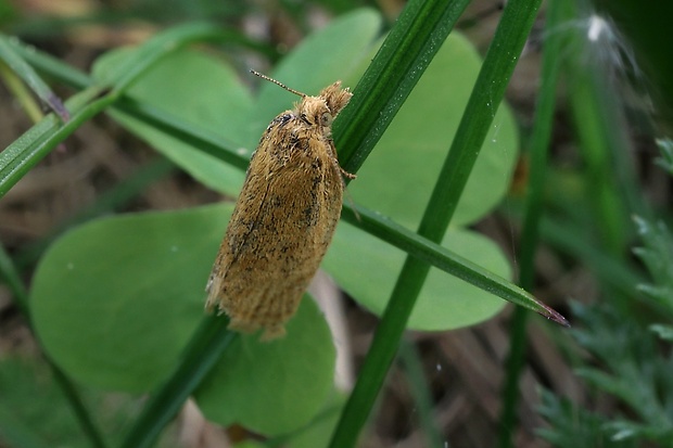 obaľovač Acleris sp.