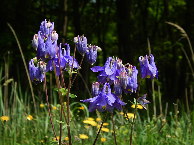 orlíček obyčajný Aquilegia vulgaris L.