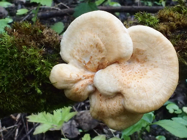 trúdnik šupinatý Cerioporus squamosus (Huds.) Quél.