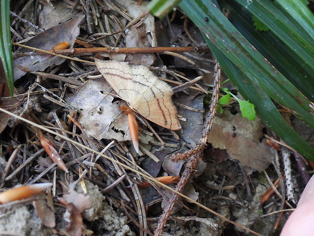 piadica buková  Cyclophora linearia