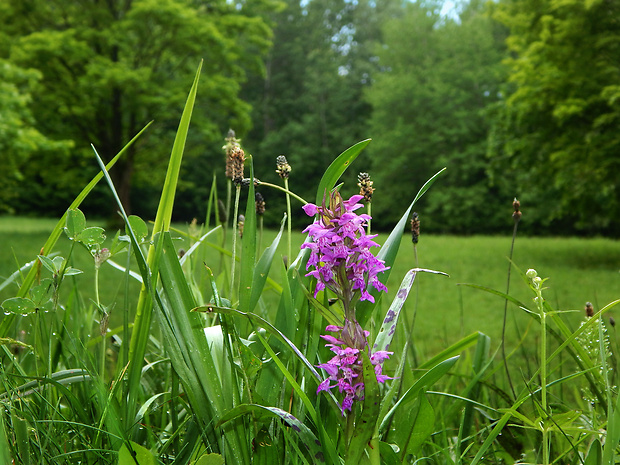 vstavačovec májový pravý Dactylorhiza majalis subsp. majalis (Reincherb.) Hunt & Summerh.