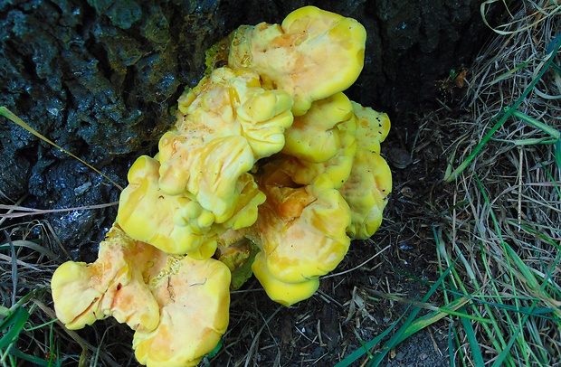 sírovec obyčajný Laetiporus sulphureus (Bull.) Murrill