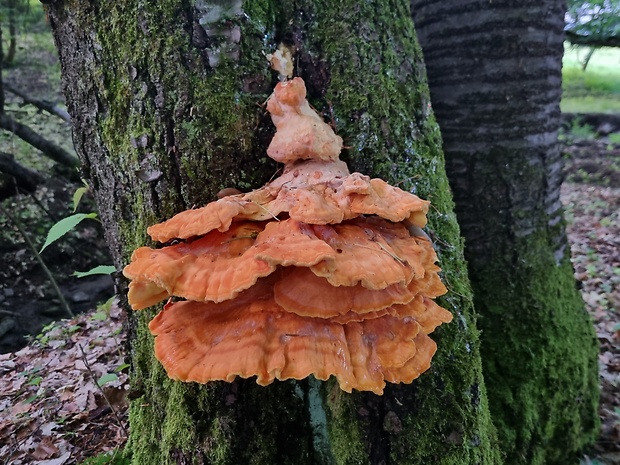 sírovec obyčajný Laetiporus sulphureus (Bull.) Murrill