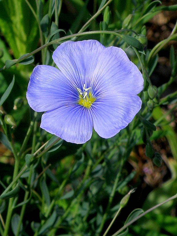 ľan rakúsky Linum austriacum L.