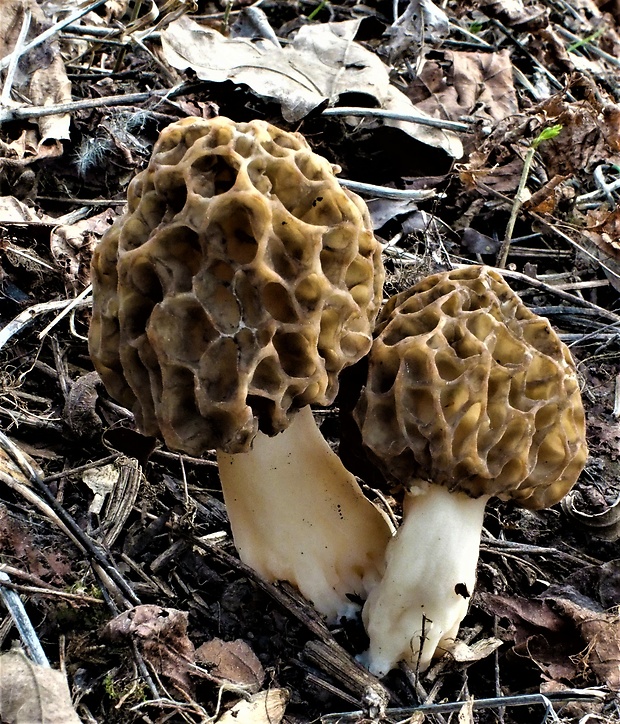 smrčok jedlý Morchella esculenta (L.) Pers.