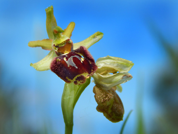 hmyzovník pavúkovitý Ophrys sphegodes Mill.