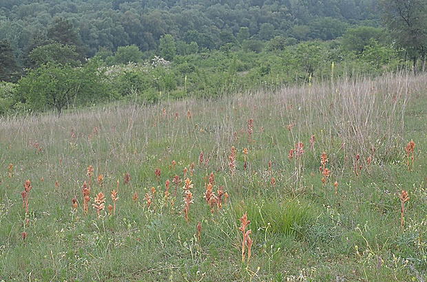 záraza Orobanche sp.