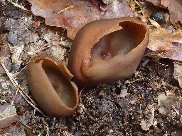 čiaška podvojná Phylloscypha phyllogena (Cooke) Van Vooren