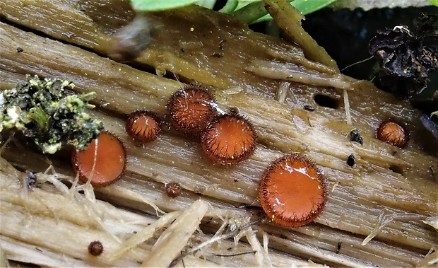 štítovka Pluteus sp.