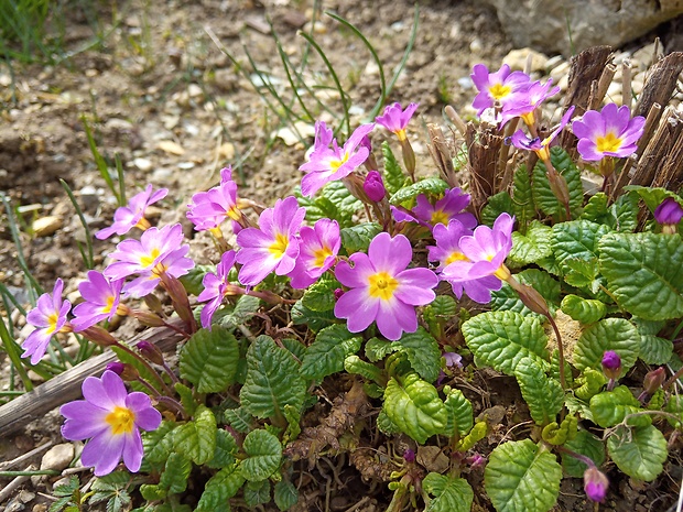 prvosienka bezbyľová Primula acaulis (L.) L.