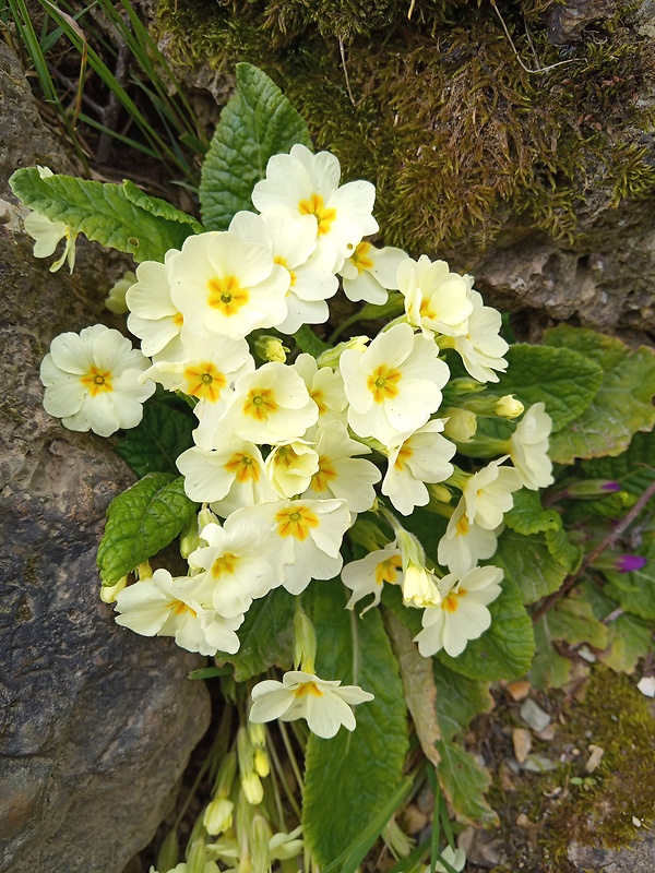 prvosienka bezbyľová Primula acaulis (L.) L.