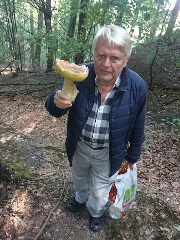 hríb dubový Boletus reticulatus Schaeff.