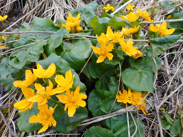 záružlie močiarne horské Caltha palustris subsp. laeta (Schott, Nyman et Kotschy) Hegi