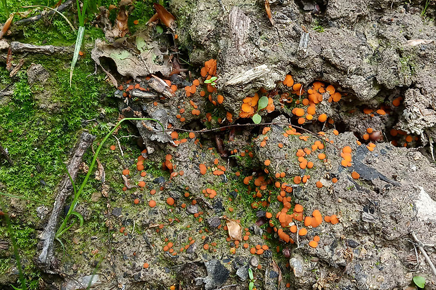 lajnovec Cheilymenia sp.