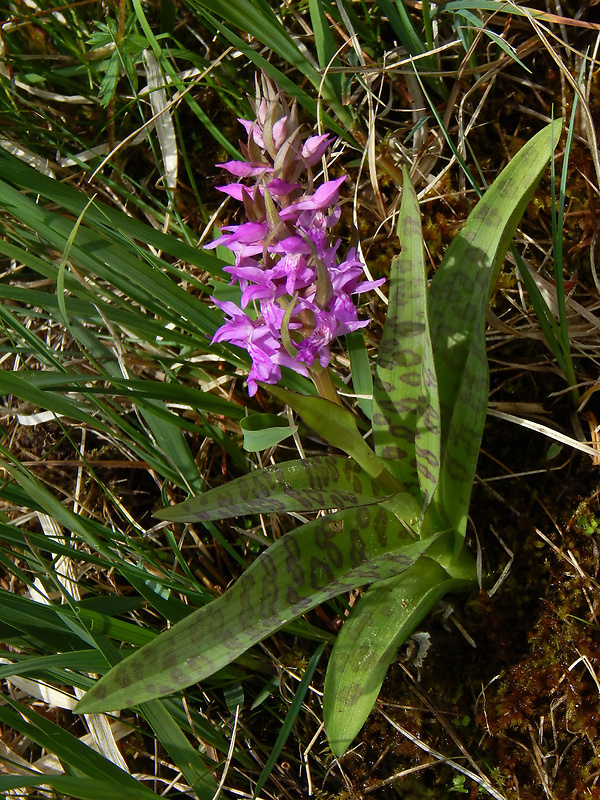 vstavačovec májový pravý Dactylorhiza majalis subsp. majalis (Reincherb.) Hunt & Summerh.