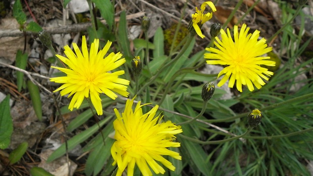 jastrabník chlpatý Hieracium pilosum Schleich. ex Froel.