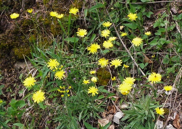 jastrabník chlpatý Hieracium pilosum Schleich. ex Froel.