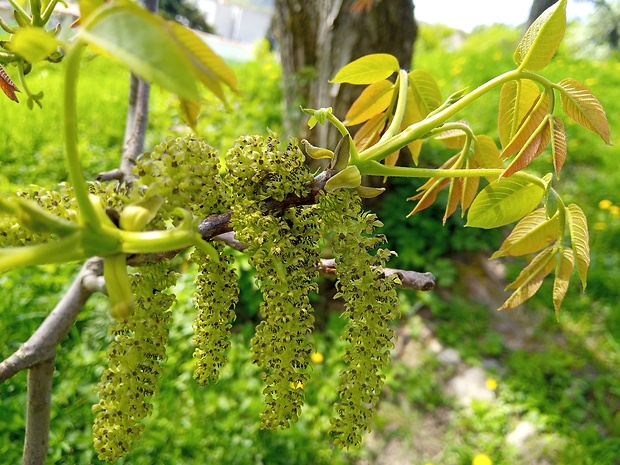 orech čierny Juglans nigra L.