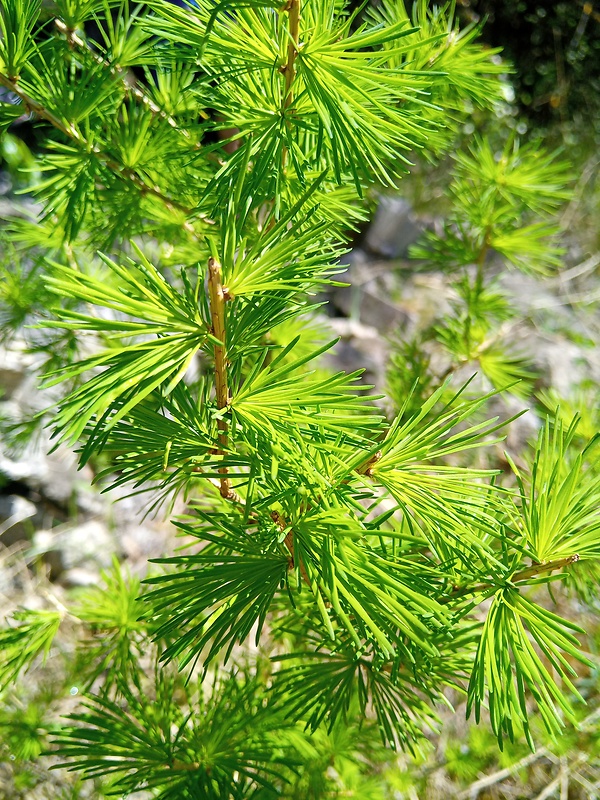 smrekovec opadavý Larix decidua Mill.