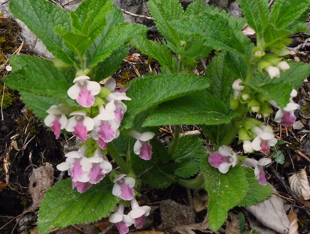 medúnka medovkolistá Melittis melissophyllum L.