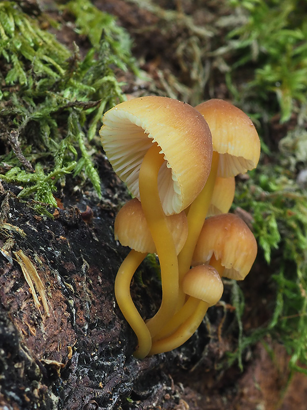 prilbička žltohlúbiková Mycena renati Quél.