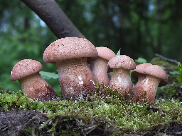 húževnatec pohárovitý Neolentinus schaefferi Redhead & Ginns