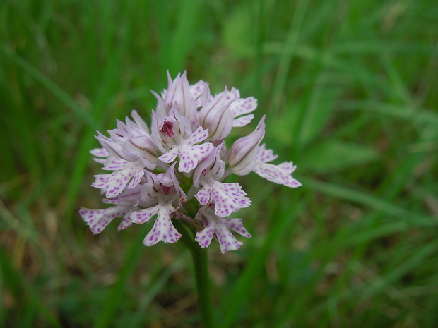 neotinea trojzubá Neotinea tridentata (Scop.) R. M. Bateman, Pridceon et M. W. Chase