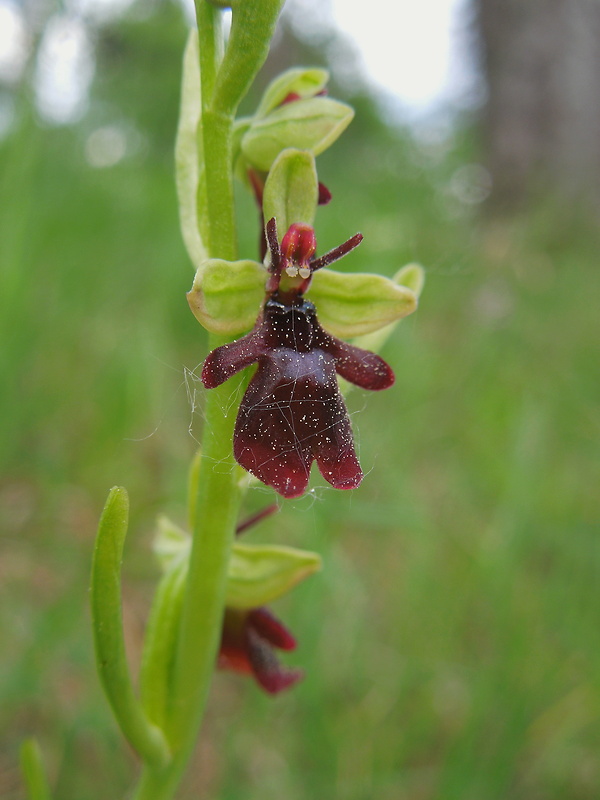 hmyzovník muchovitý Ophrys insectifera L.