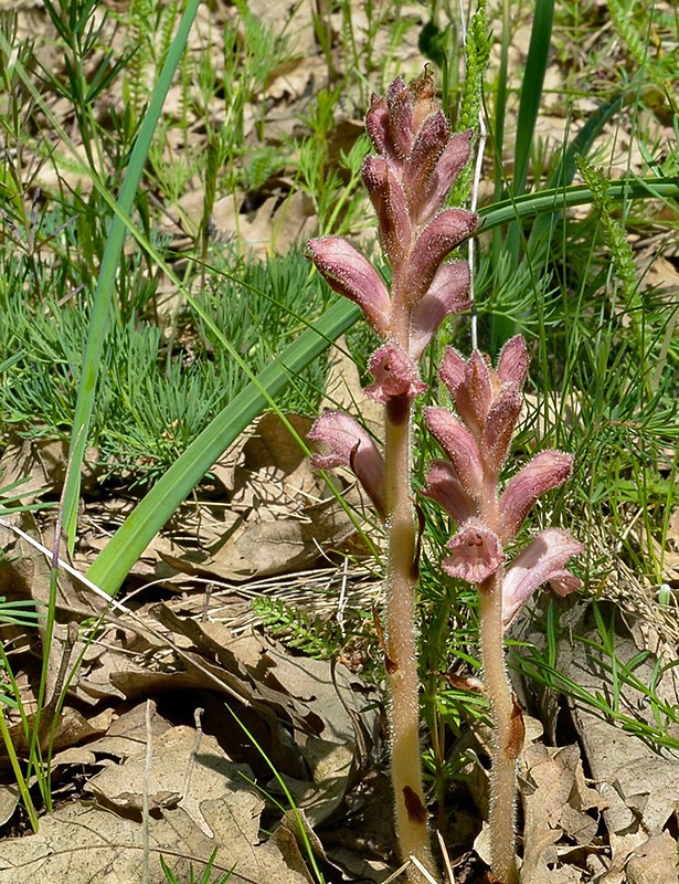 záraza obyčajná Orobanche caryophyllacea Sm.