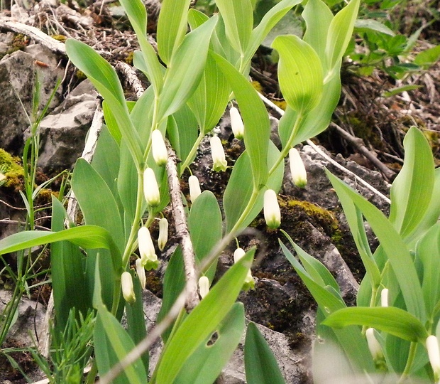 kokorík voňavý Polygonatum odoratum (Mill.) Druce