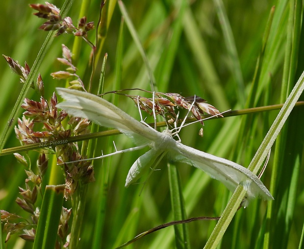 pierkavec povojový Pterophorus pentadactyla