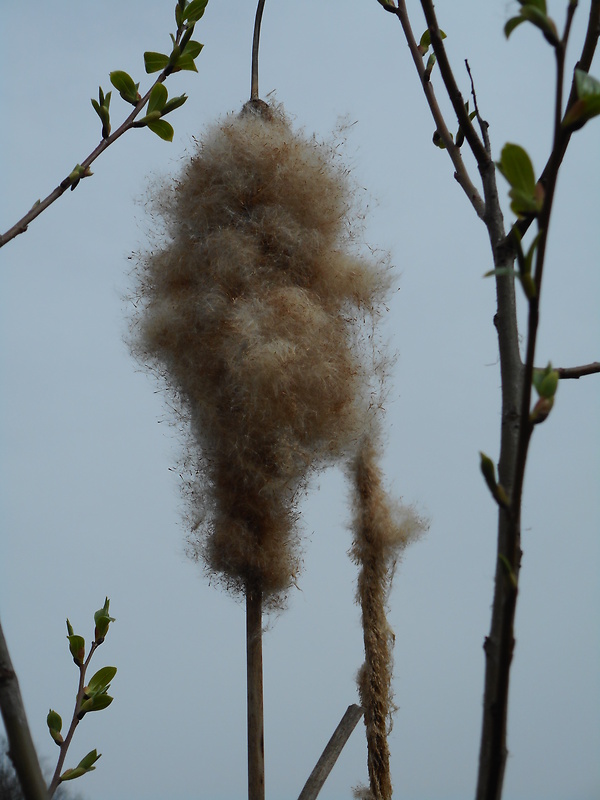 pálka širokolistá Typha latifolia L.