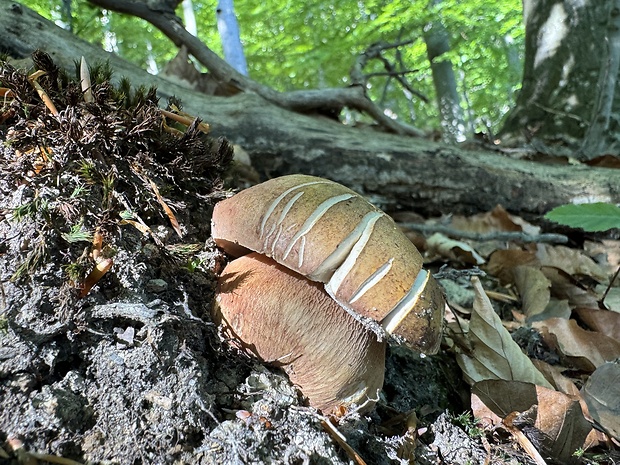 hríb sosnový Boletus pinophilus Pil. et Dermek in Pil.