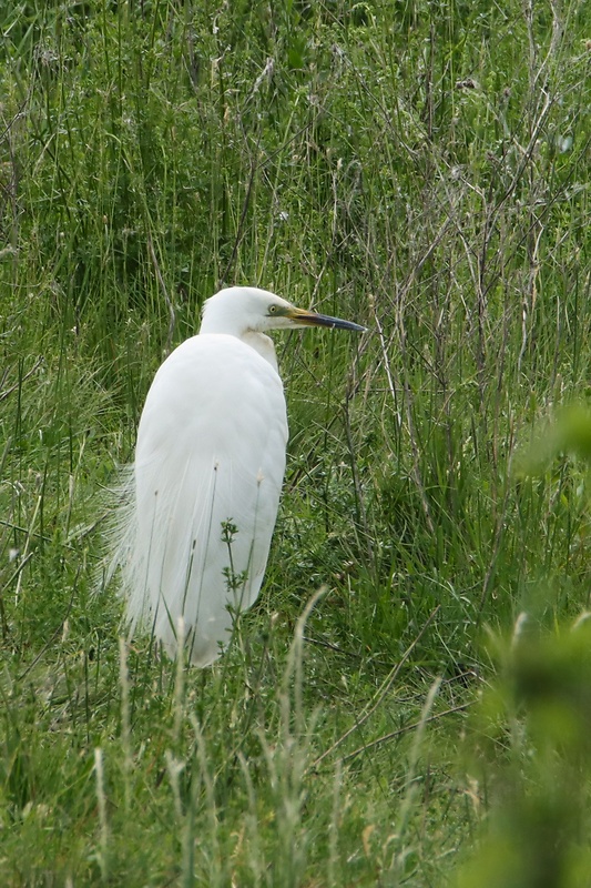 volavka biela Casmerodius albus, Egretta alba, Ardea alba