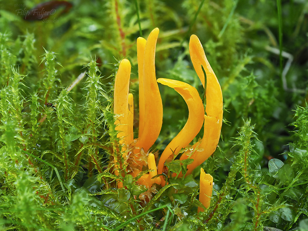 pakonárovka žltobiela Clavulinopsis luteoalba (Rea) Corner